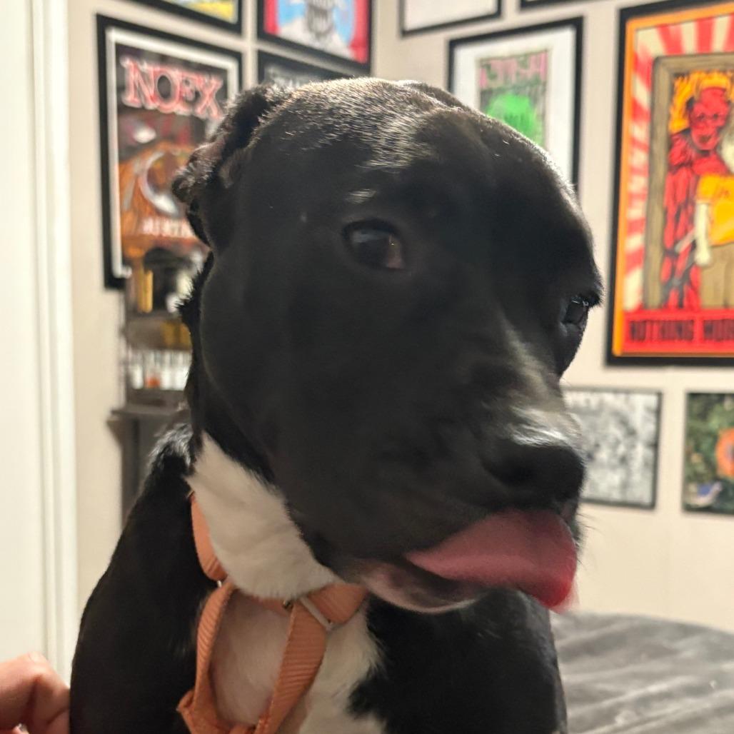 Enlarge Sadie, a Adoptable Mixed Breed in Shiner, TX image 6/6