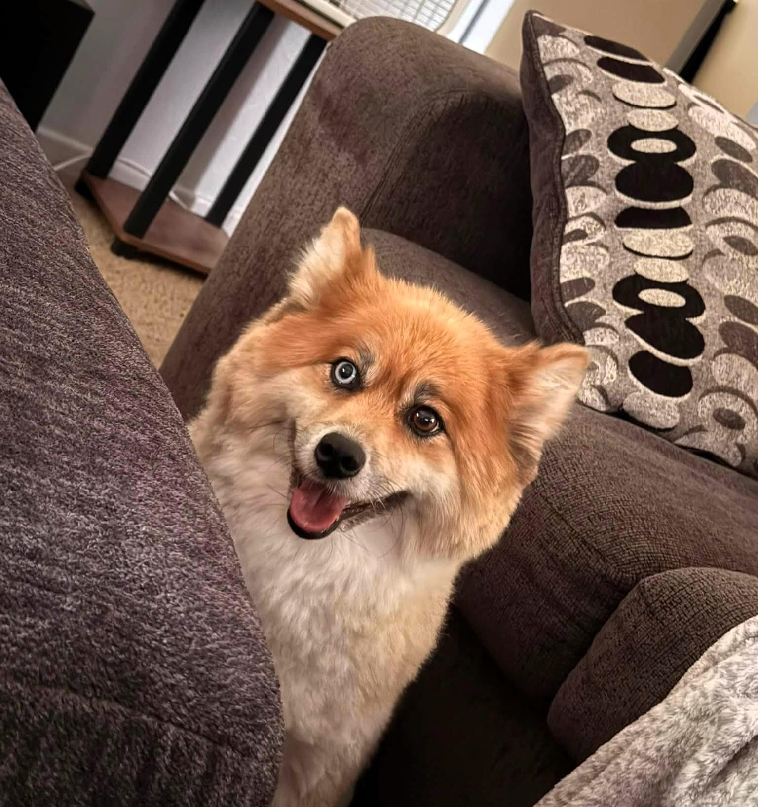 Foxy, a ADOPTABLE mixed breed in Windsor, MO image 2/2