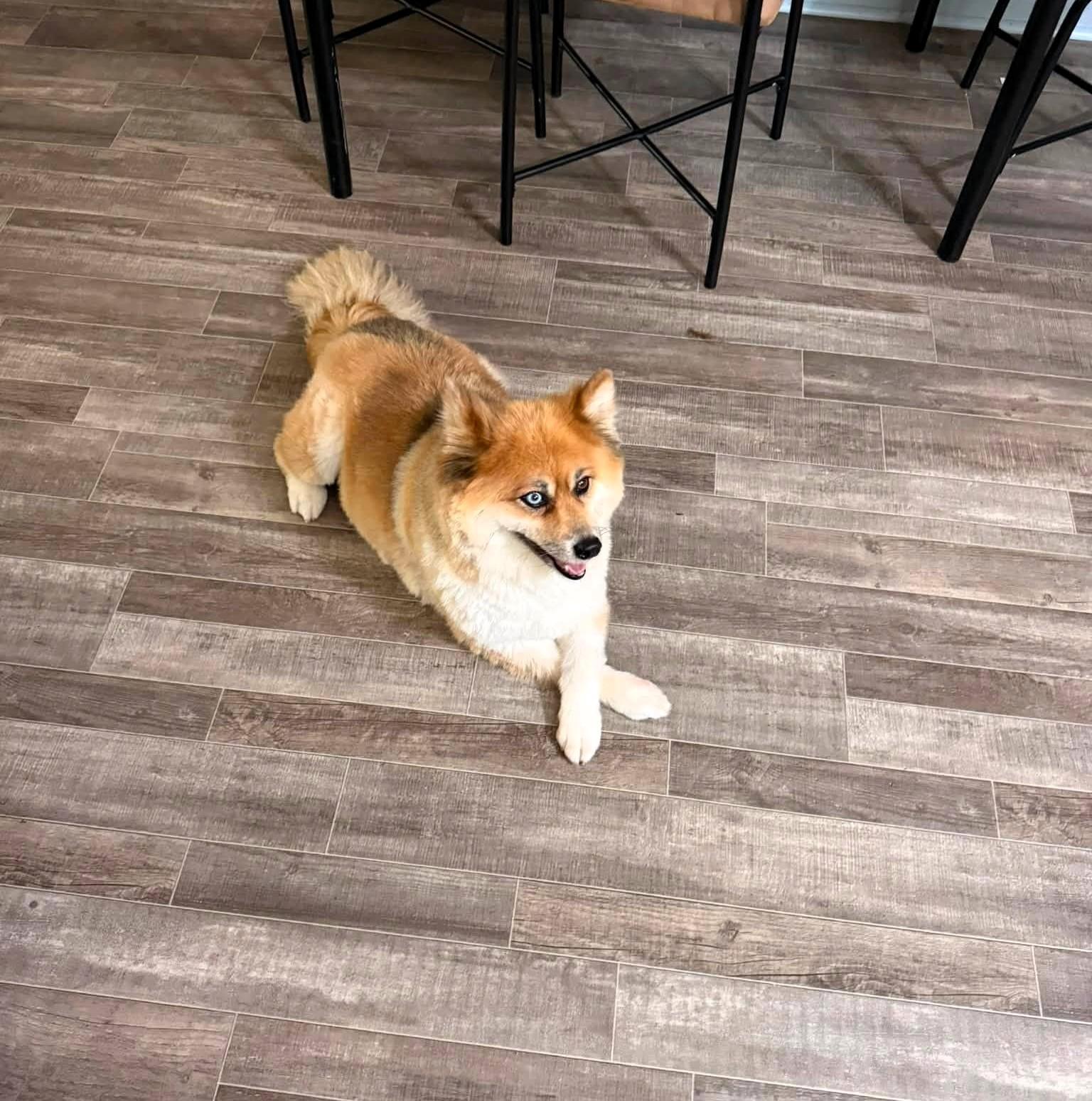 Foxy, ADOPTABLE, Senior Female Pomeranian.