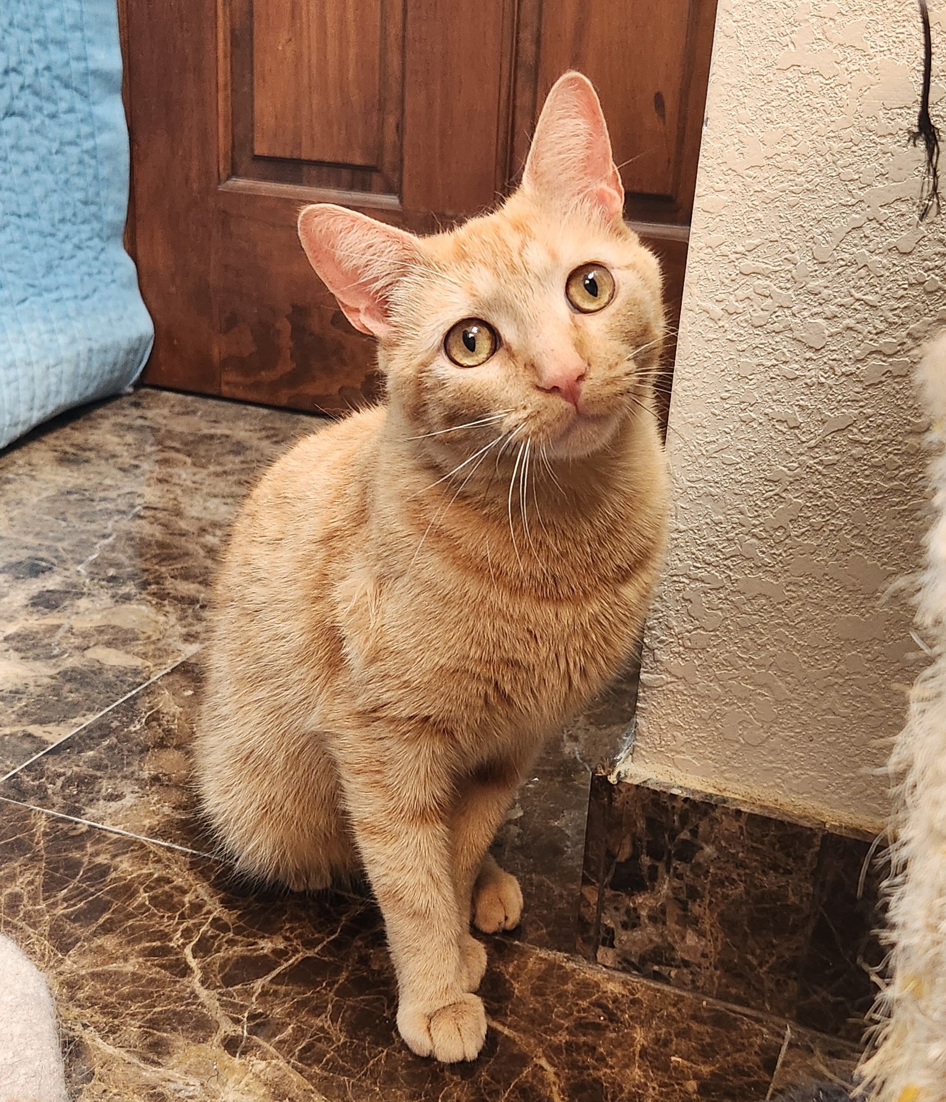 Steve, a Adoptable Domestic Short Hair in Oklahoma City, OK image 3/6