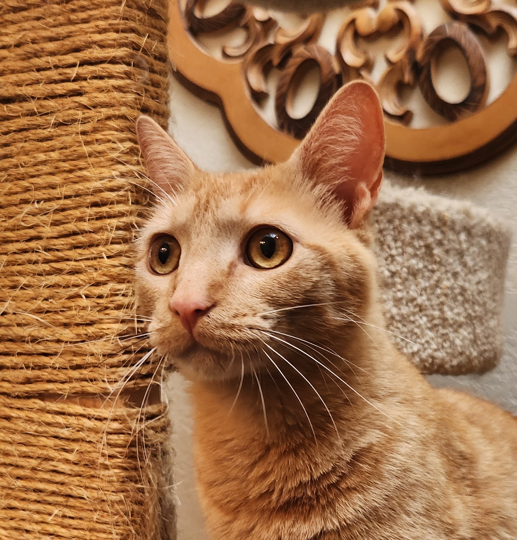 Steve, a Adoptable Domestic Short Hair in Oklahoma City, OK image 4/6