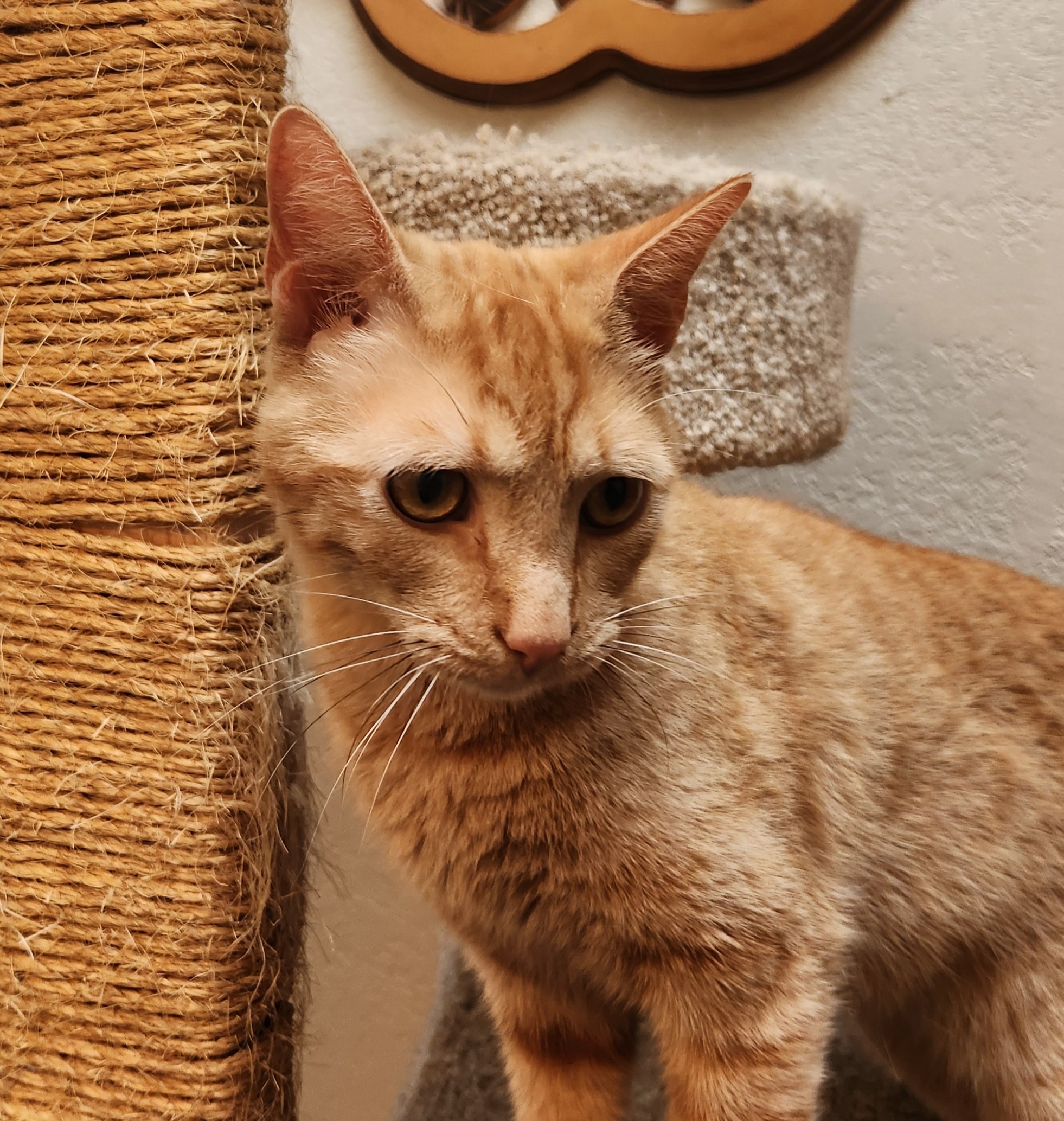 Steve, a Adoptable Domestic Short Hair in Oklahoma City, OK image 5/6