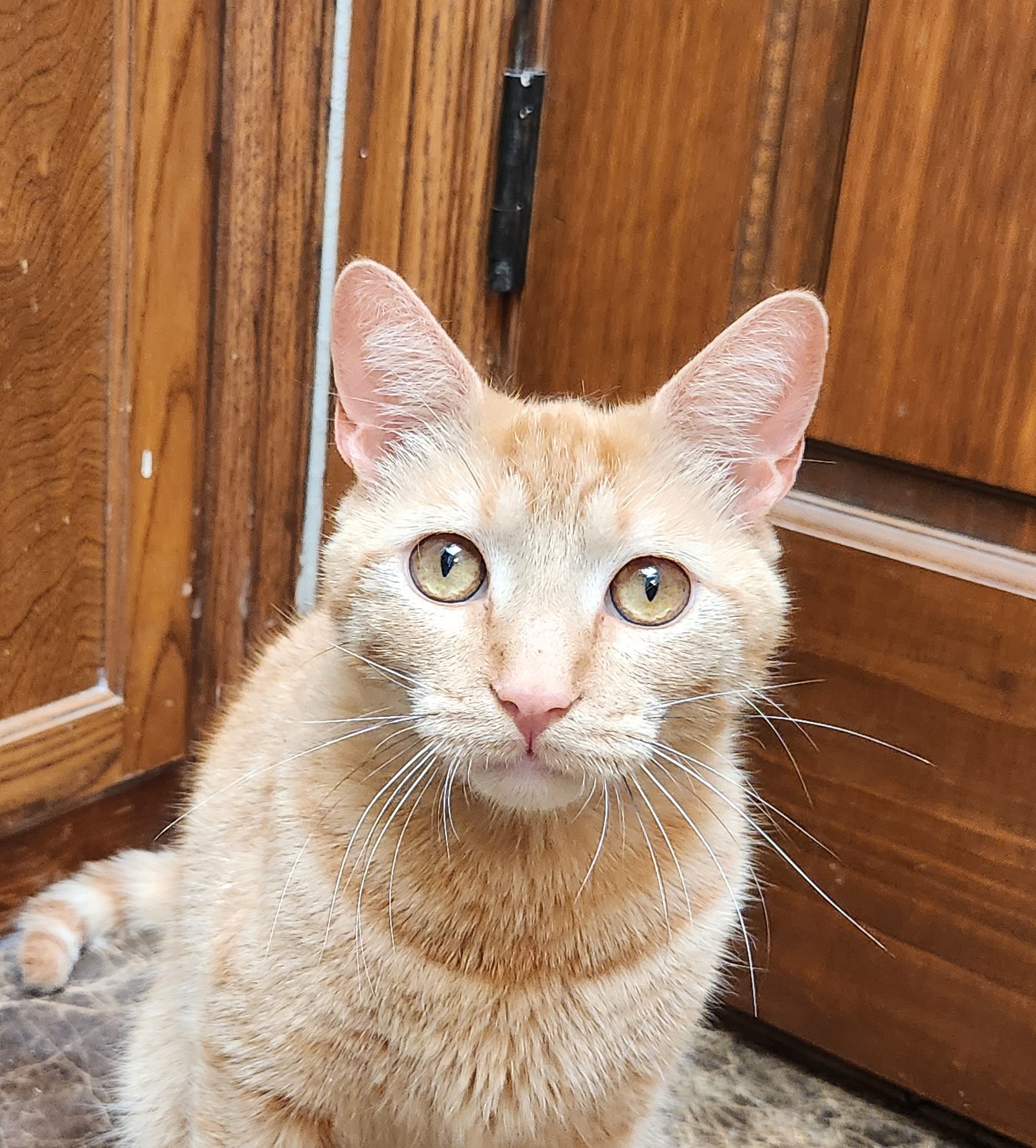 Steve, a Adoptable Domestic Short Hair in Oklahoma City, OK image 1/6