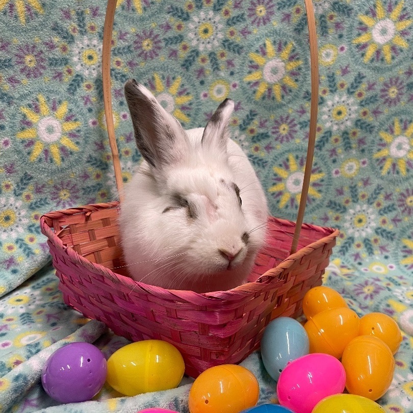 Colleen, a Adoptable Lionhead in Indianapolis, IN image 1/6