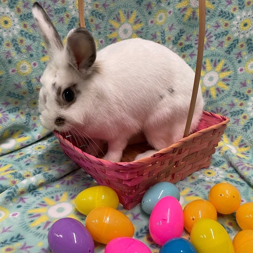 Colleen, a Adoptable Lionhead in Indianapolis, IN image 2/6