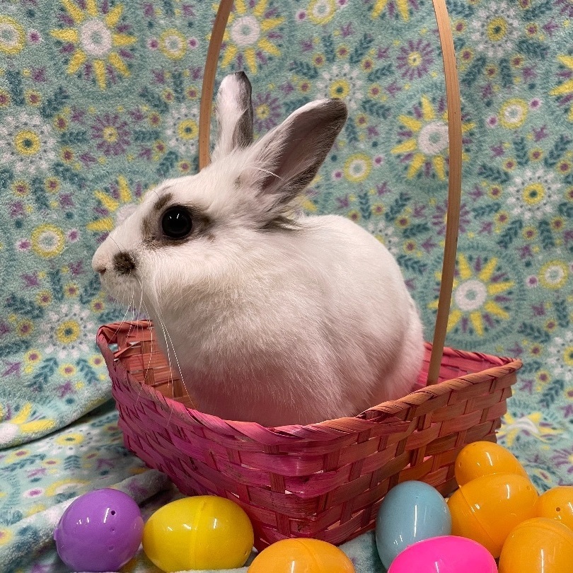 Colleen, a Adoptable Lionhead in Indianapolis, IN image 3/6