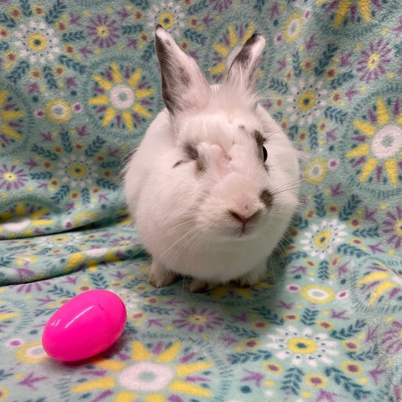 Colleen, a Adoptable Lionhead in Indianapolis, IN image 4/6