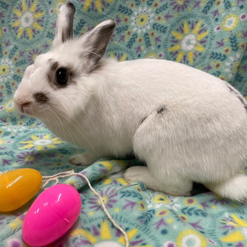 Colleen, a Adoptable Lionhead in Indianapolis, IN image 5/6