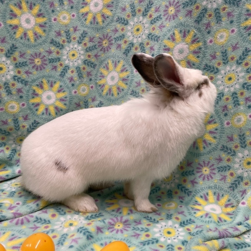 Colleen, a Adoptable Lionhead in Indianapolis, IN image 6/6