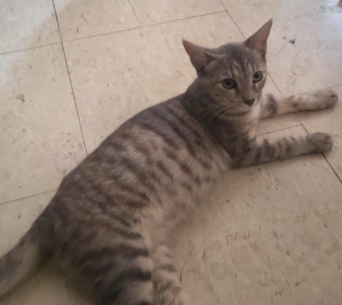 Enlarge Chita, a Adoptable Domestic Short Hair in Mexicali, BCN image 5/6
