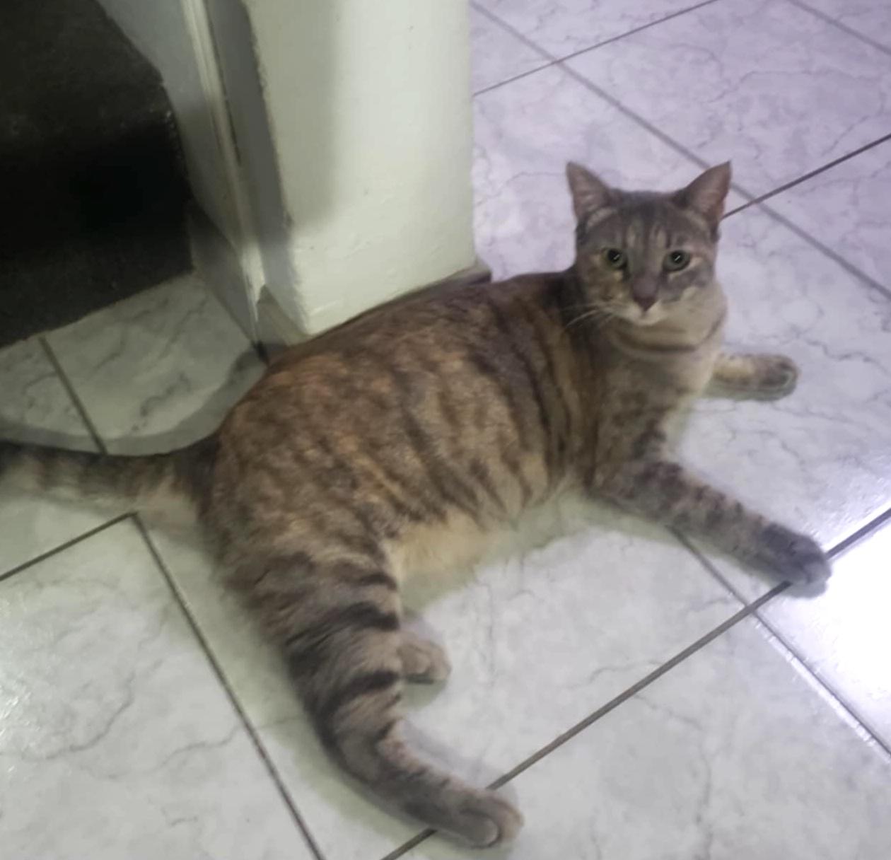 Enlarge Chita, a Adoptable Domestic Short Hair in Mexicali, BCN image 4/6
