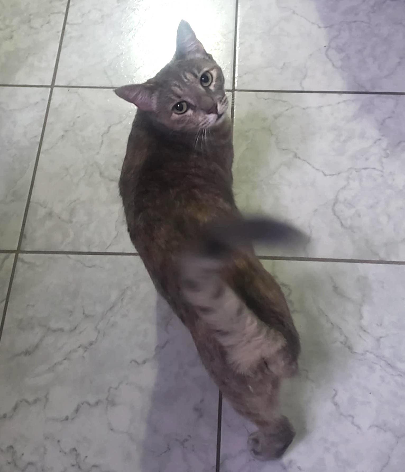 Chita, an adoptable Domestic Short Hair in Mexicali, BCN, 21280 | Photo Image 3