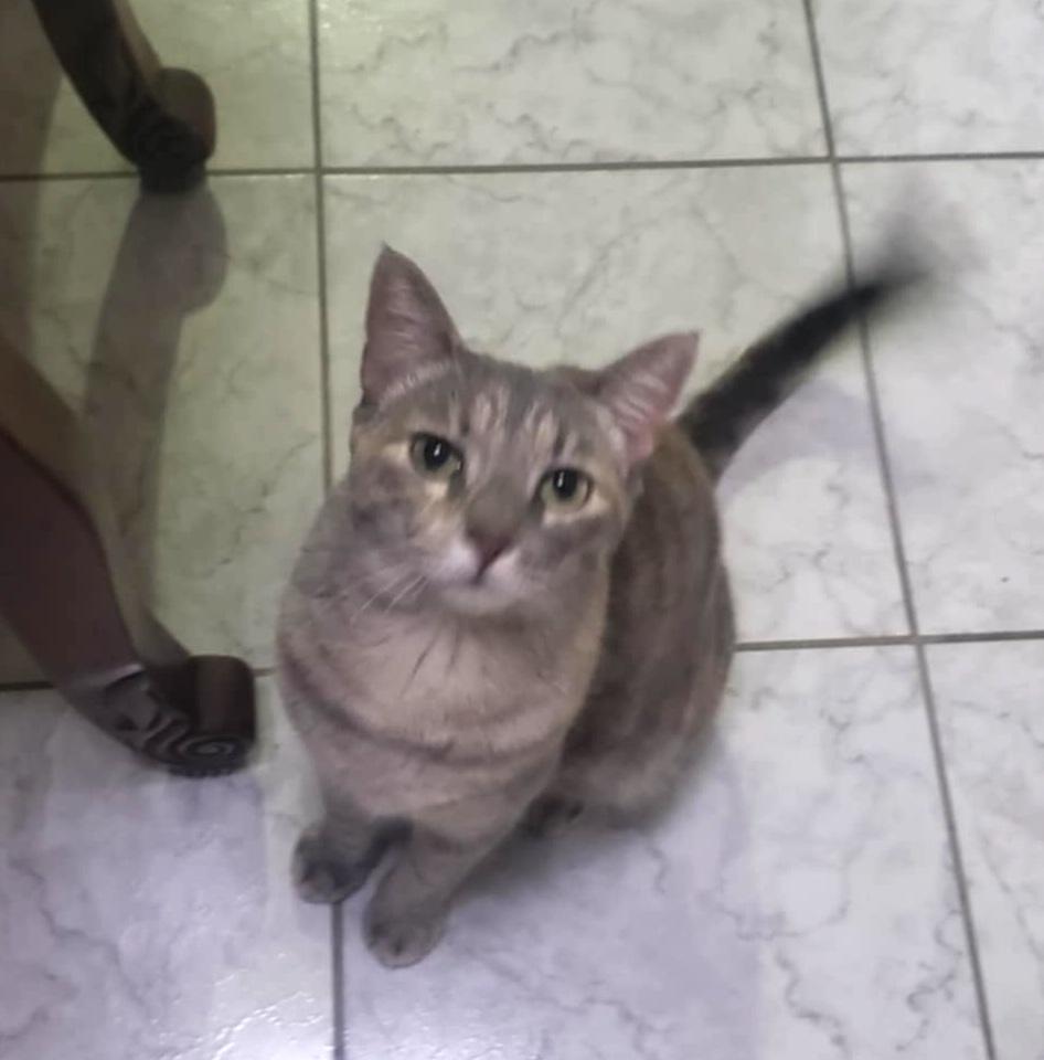 Chita, Adoptable, Young Female Domestic Short Hair.