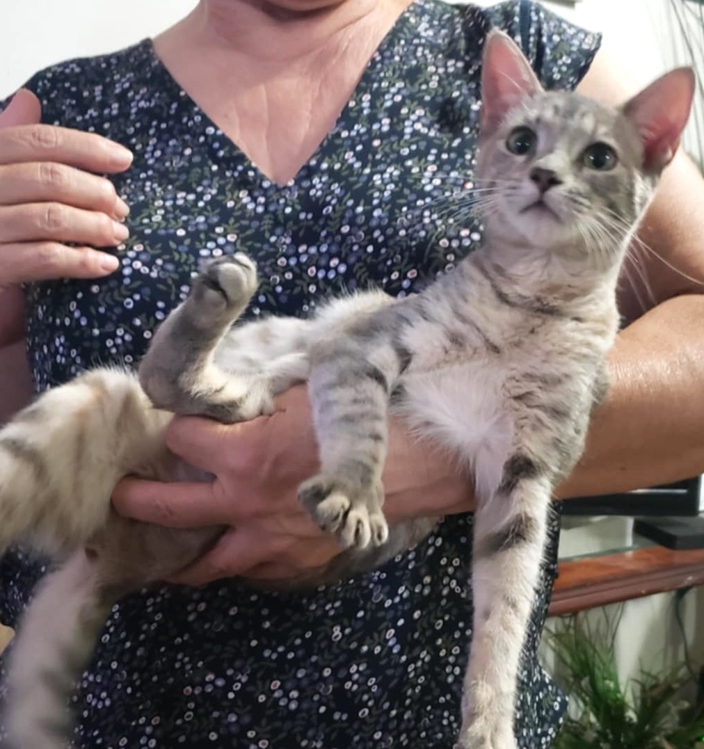 Enlarge Chita, a Adoptable Domestic Short Hair in Mexicali, BCN image 2/6