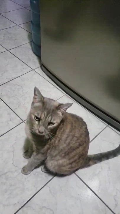 Enlarge Chita, a Adoptable Domestic Short Hair in Mexicali, BCN video 6/6