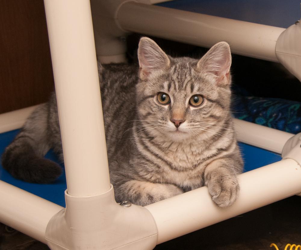 Mr. Molly (gets adopted with River), a Adoptable Tabby in Westminster, CO image 4/4