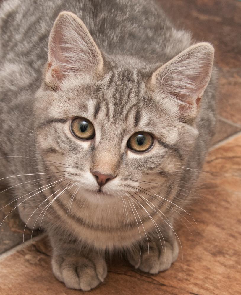 Mr. Molly, Adoptable, Kitten Male Tabby.