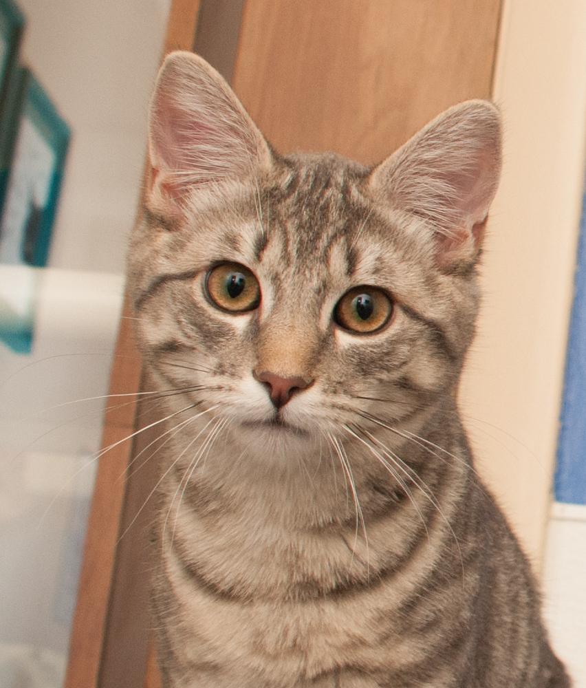 Mr. Molly (gets adopted with River), a Adoptable Tabby in Westminster, CO image 1/4