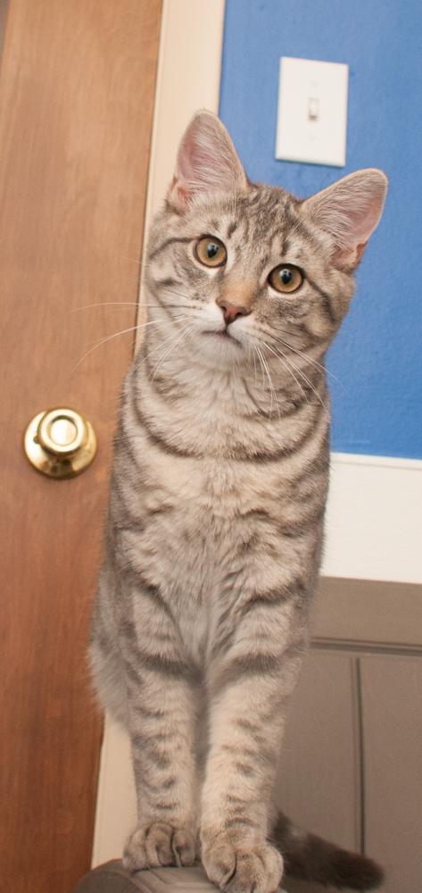 Mr. Molly (gets adopted with River), a Adoptable Tabby in Westminster, CO image 3/4