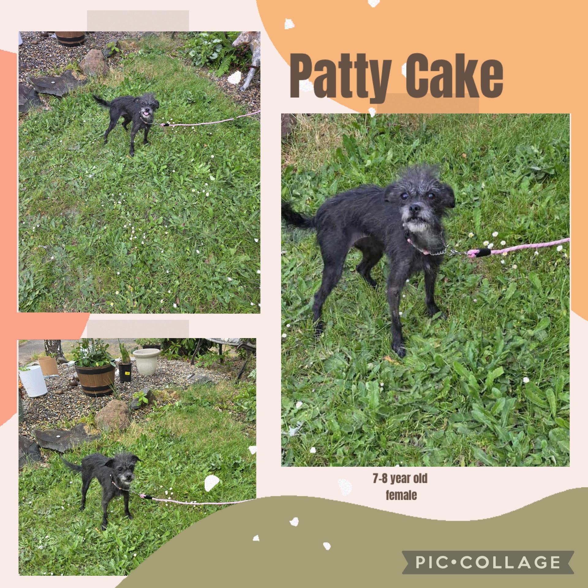 Patty Cake, an adoptable Terrier in Eugene, OR, 97404 | Photo Image 5
