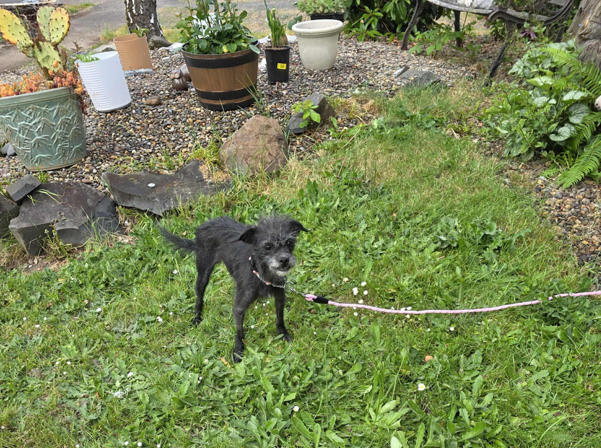 Patty Cake, an adoptable Terrier in Eugene, OR, 97404 | Photo Image 4