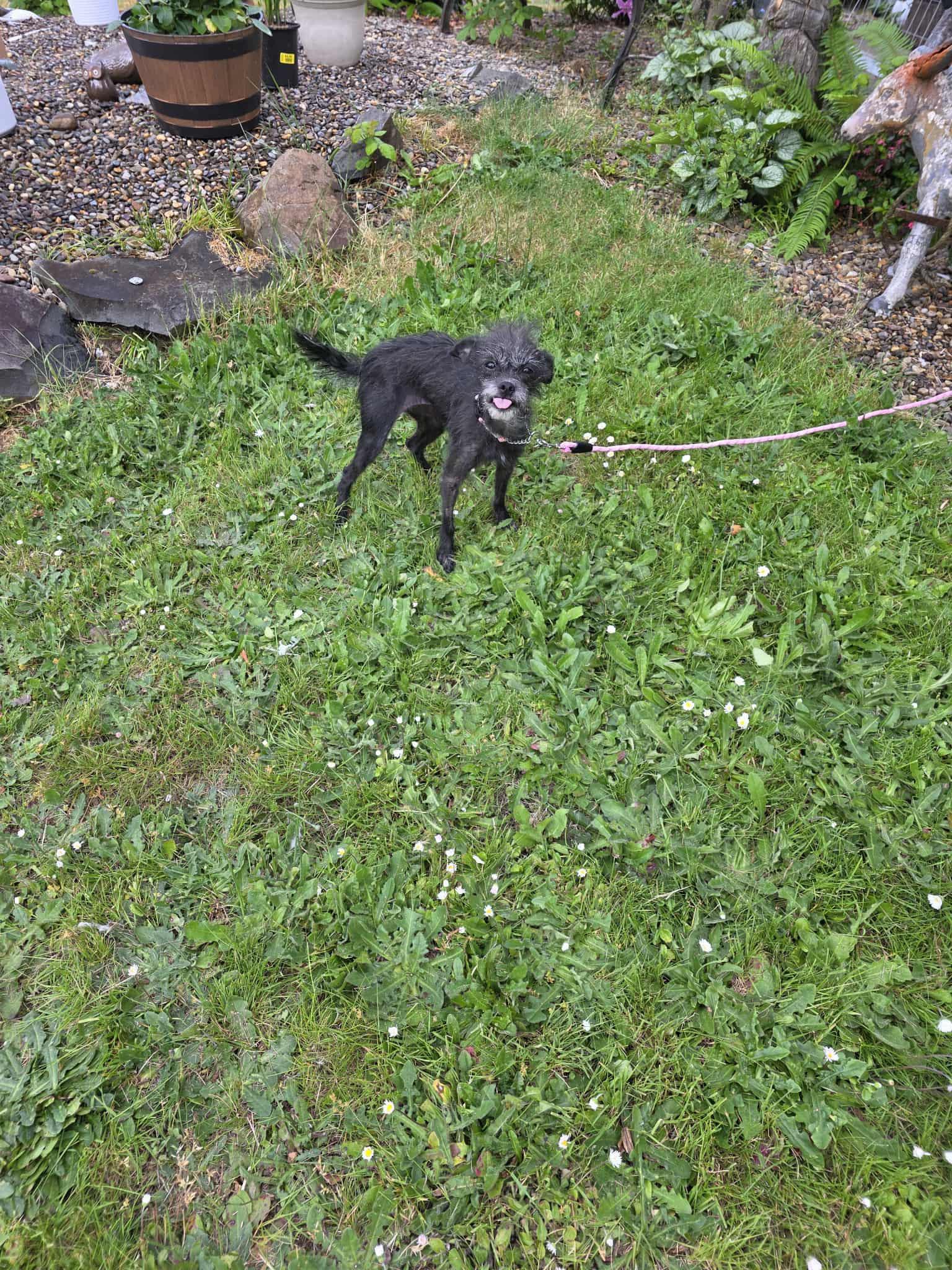 Patty Cake, an adoptable Terrier in Eugene, OR, 97404 | Photo Image 1