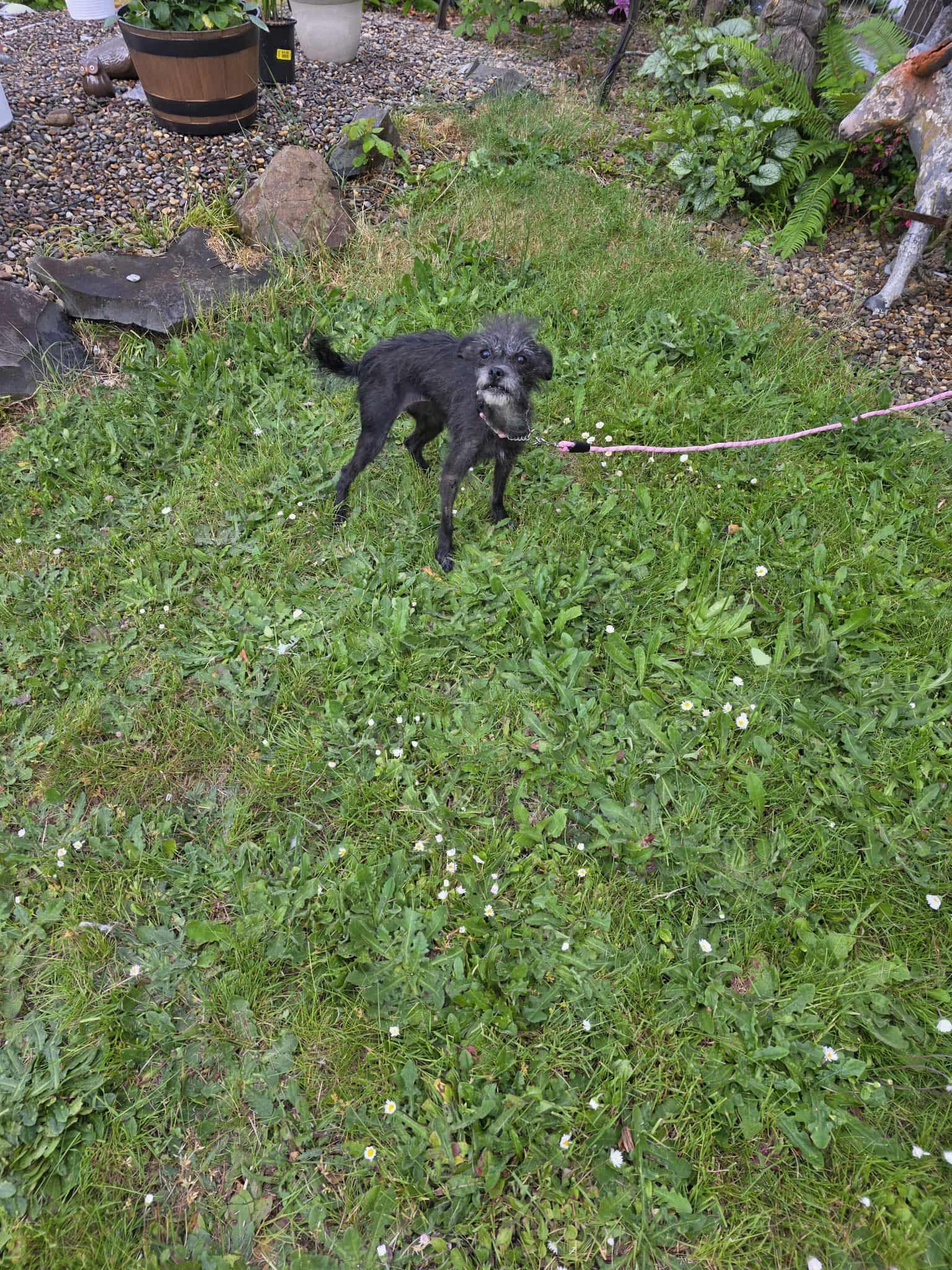Patty Cake, an adoptable Terrier in Eugene, OR, 97404 | Photo Image 3