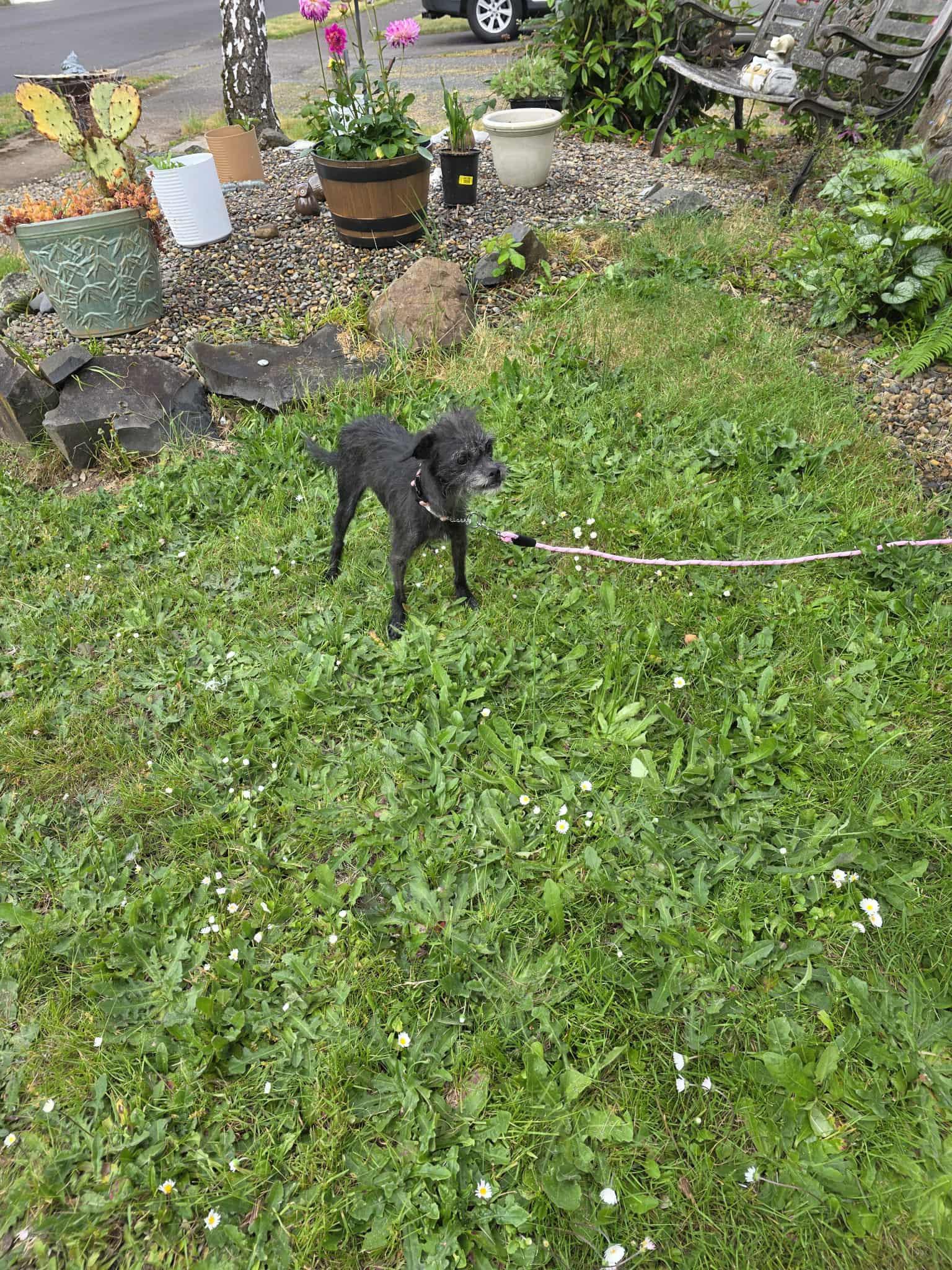 Patty Cake, an adoptable Terrier in Eugene, OR, 97404 | Photo Image 2