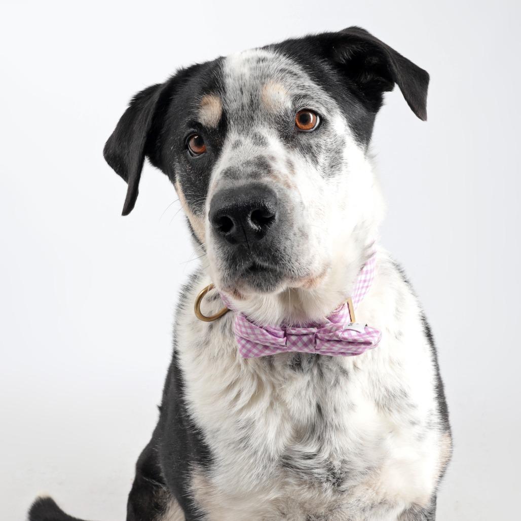 Bandit, Adoptable, Adult Male Mixed Breed.