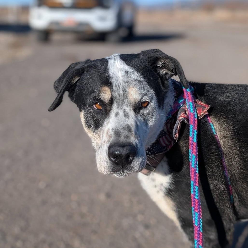 Enlarge Bandit, a Adoptable Mixed Breed in Murray, UT image 2/2