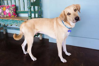 Enlarge Milo, a Adoptable mixed breed in San Antonio, TX image 1/3