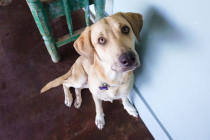 Enlarge Milo, a Adoptable mixed breed in San Antonio, TX image 2/3