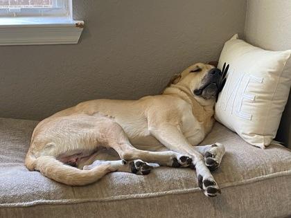 Milo, Adoptable, Adult Male Labrador Retriever & Weimaraner.