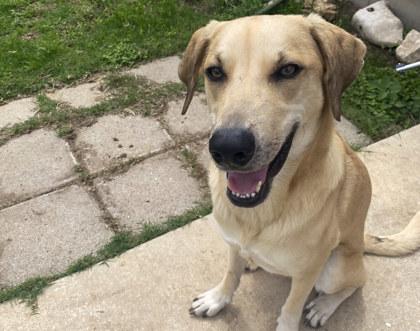 Enlarge Milo, a Adoptable mixed breed in San Antonio, TX image 3/3