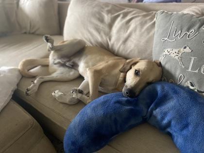 Milo, a Adoptable mixed breed in San Antonio, TX image 2/3