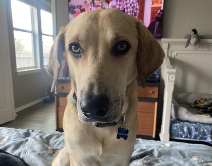 Milo, a Adoptable mixed breed in San Antonio, TX image 3/3