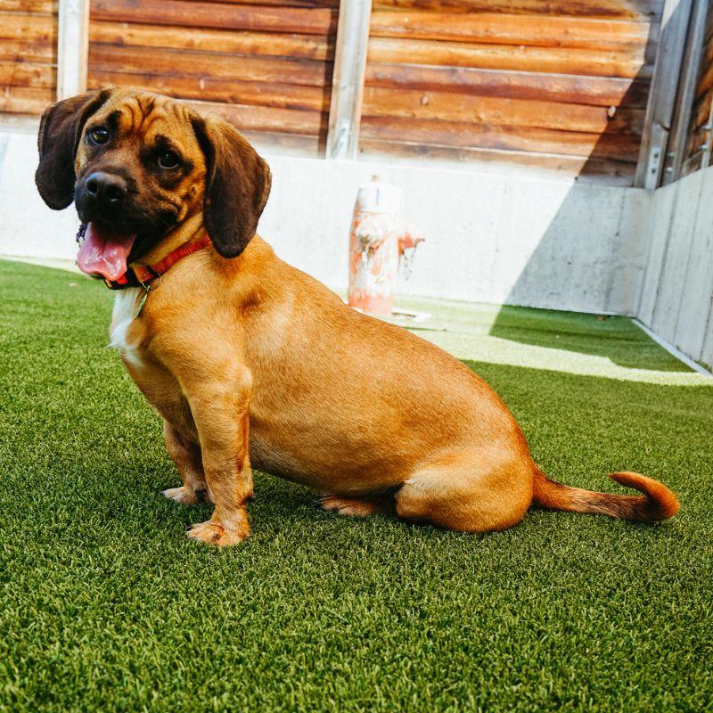 Enlarge Bucket, a ADOPTABLE mixed breed in Jackson, WY image 5/6