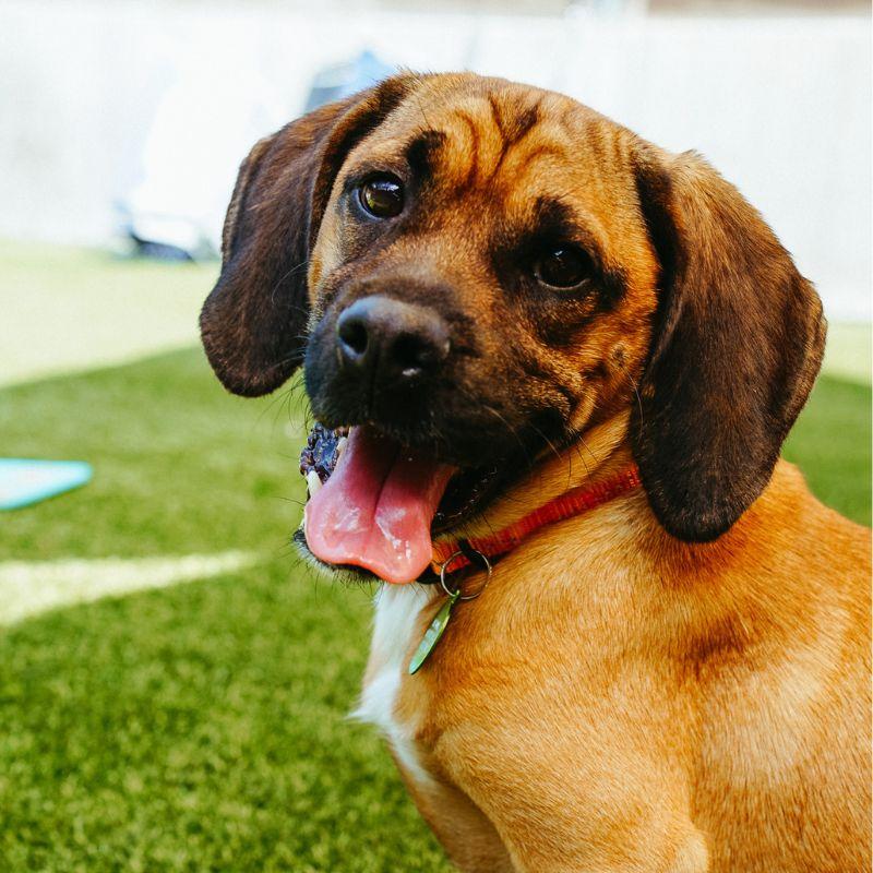 Enlarge Bucket, a ADOPTABLE mixed breed in Jackson, WY image 4/6