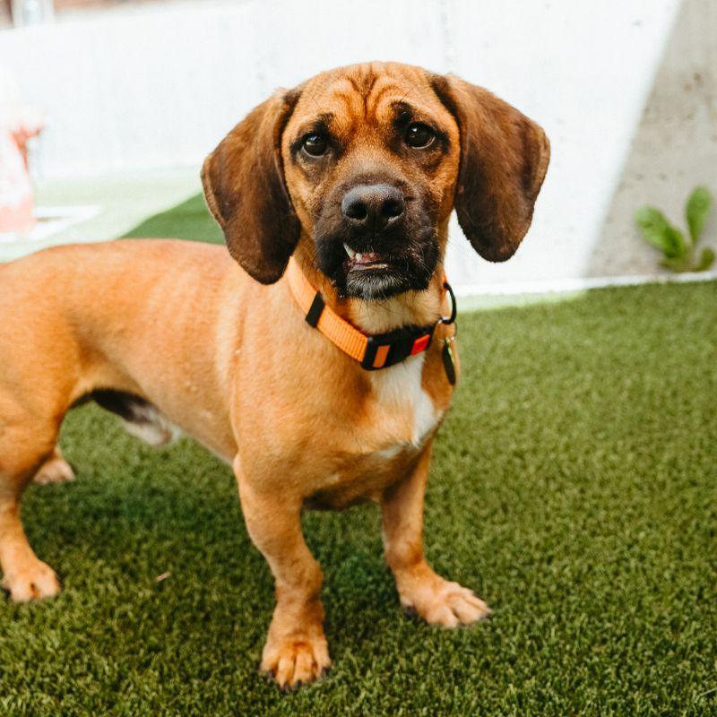 Enlarge Bucket, a ADOPTABLE mixed breed in Jackson, WY image 6/6
