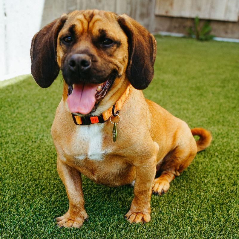 Bucket, ADOPTABLE, Adult Male Basset Hound.
