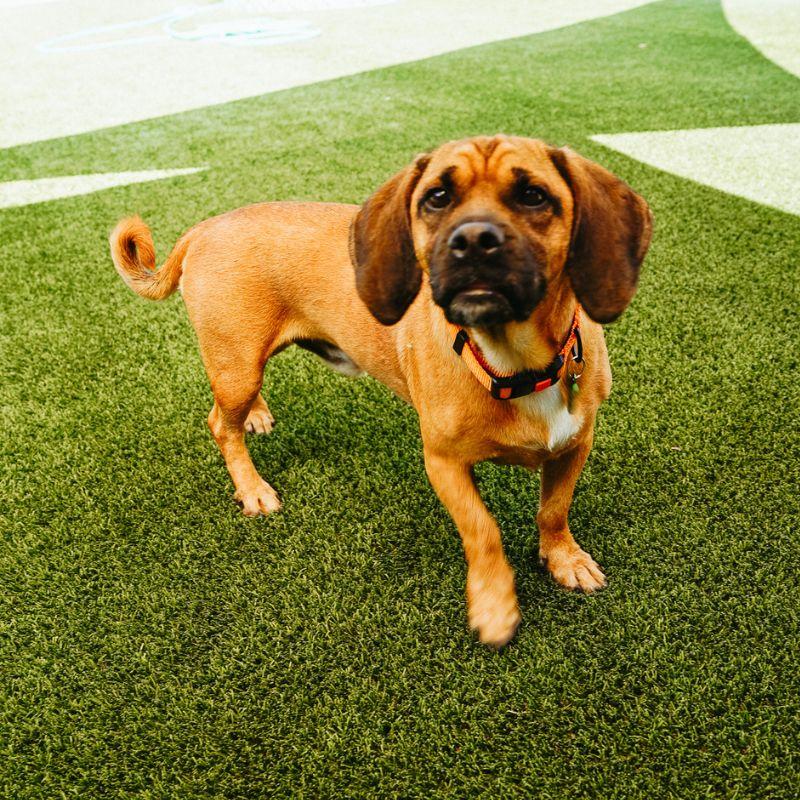 Enlarge Bucket, a ADOPTABLE mixed breed in Jackson, WY image 2/6