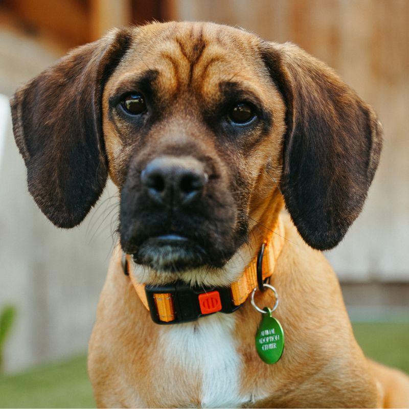 Enlarge Bucket, a ADOPTABLE mixed breed in Jackson, WY image 3/6