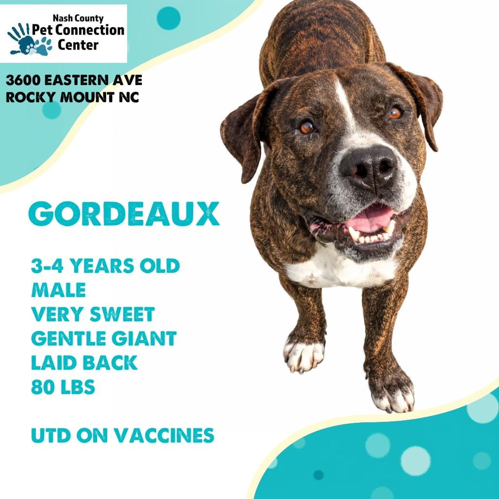 Enlarge GORDEAUX  ADOPTED!, a Adoptable Mixed Breed in Nashville, NC image 1/1