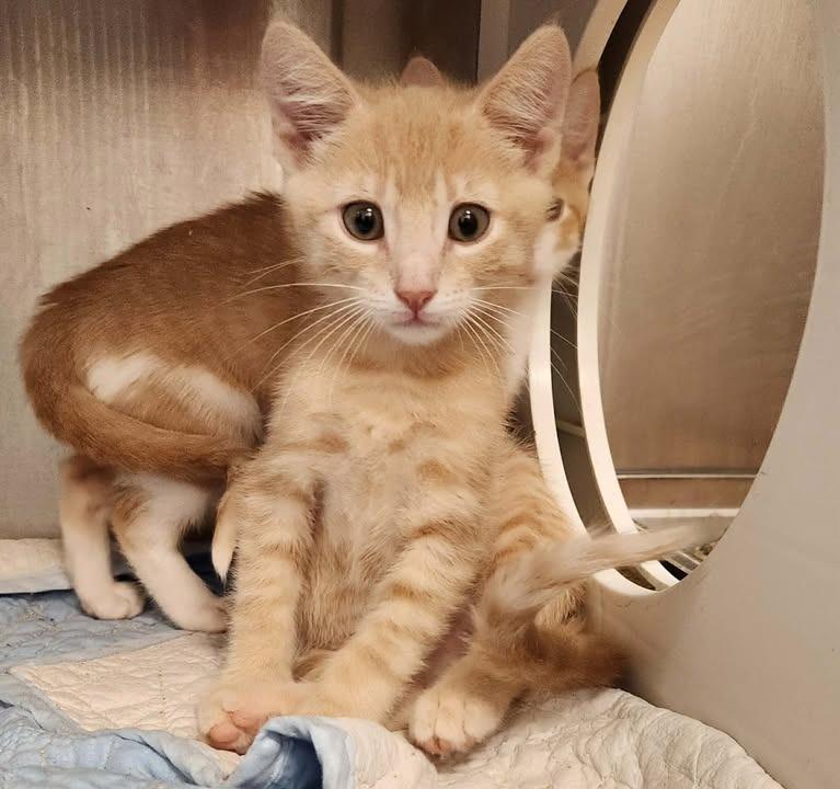 Winston, Adopted, Kitten Male Domestic Short Hair.