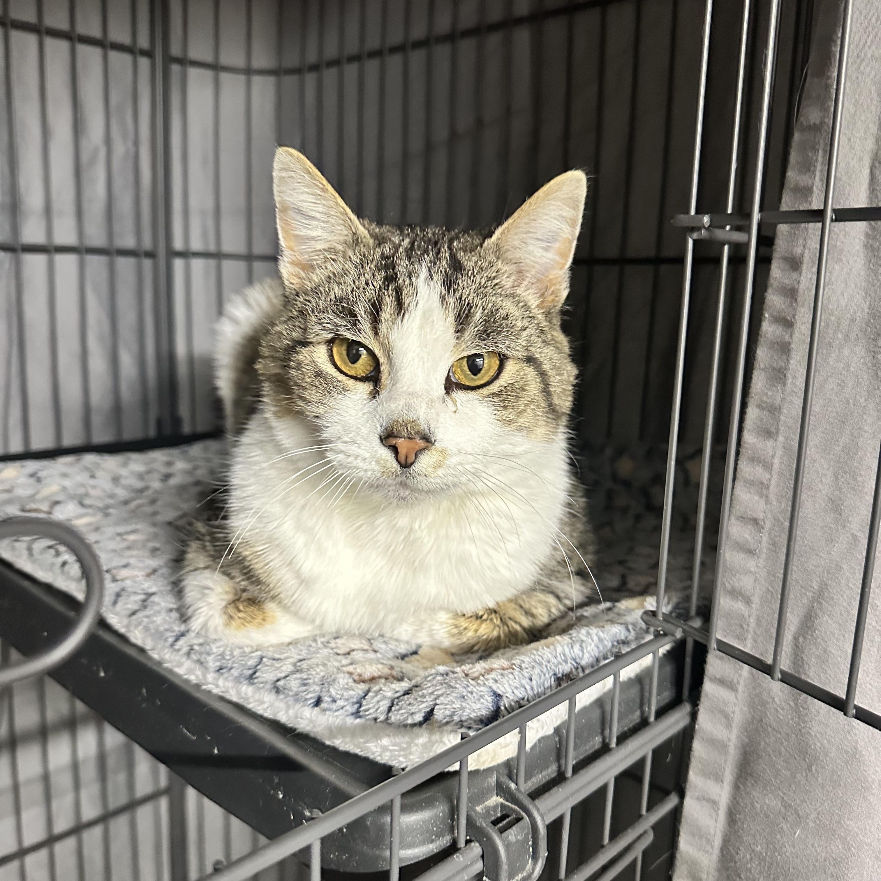 Enlarge Ivan, a ADOPTABLE Domestic Short Hair in Tyrone, PA image 1/1