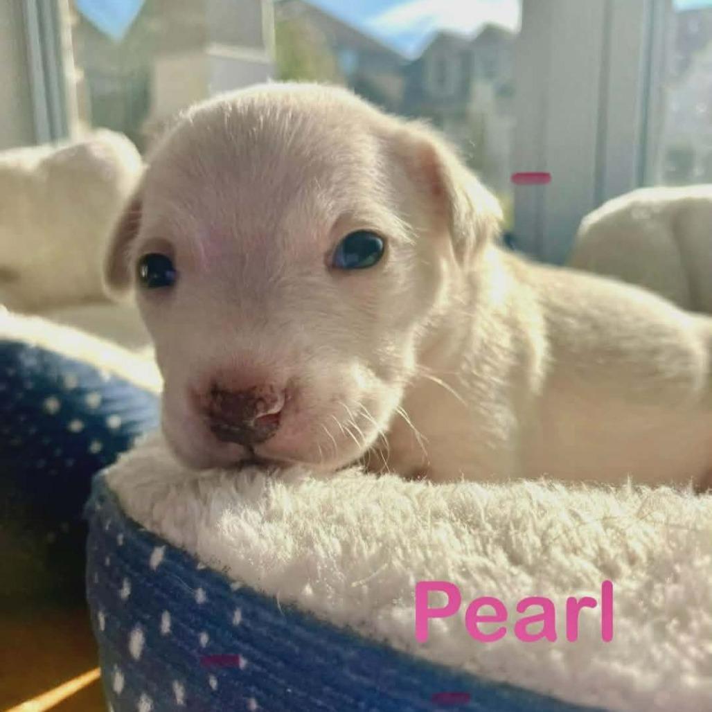 Enlarge Pearl, a Adoptable mixed breed in Griswold, CT image 1/3