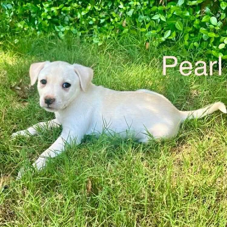 Enlarge Pearl, a Adoptable mixed breed in Griswold, CT image 2/3