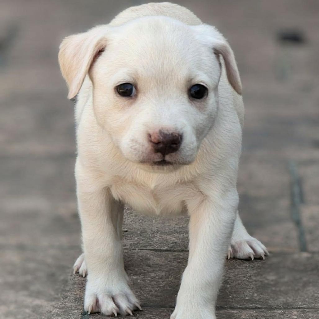 Enlarge Pearl, a Adoptable mixed breed in Griswold, CT image 3/3