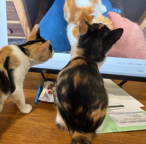 Circus is a 10+ Times a Million!, an adoptable Calico, Birman in Eagle Point, OR, 97524 | Photo Image 2