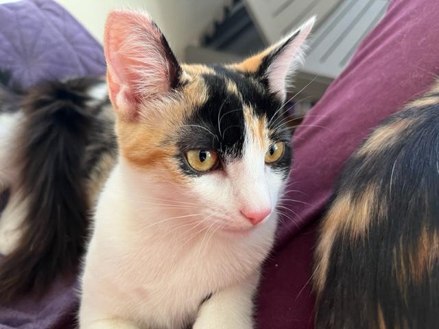 Circus is a 10+ Times a Million!, an adoptable Calico, Birman in Eagle Point, OR, 97524 | Photo Image 3